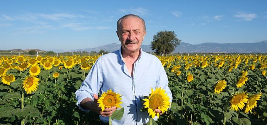 didim-belediyesinin-ektigi-aycicekleri-hasata-hazir.jpg