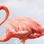 kristal-flamingolar-ucuncu-kez-sahiplerini-bulacak.jpg